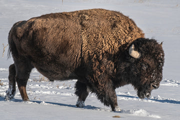 American Bison - Nature's Original Protein