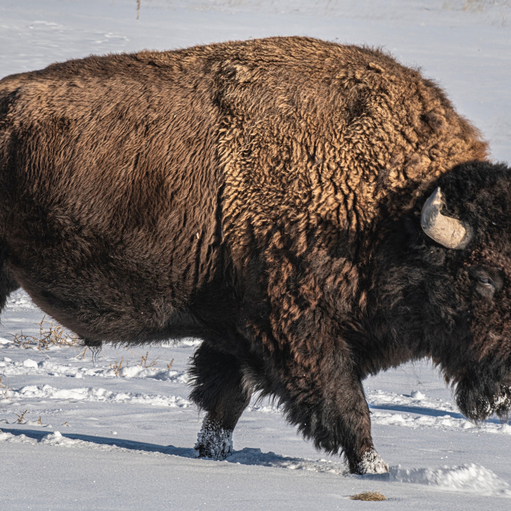American Bison - Nature's Original Protein