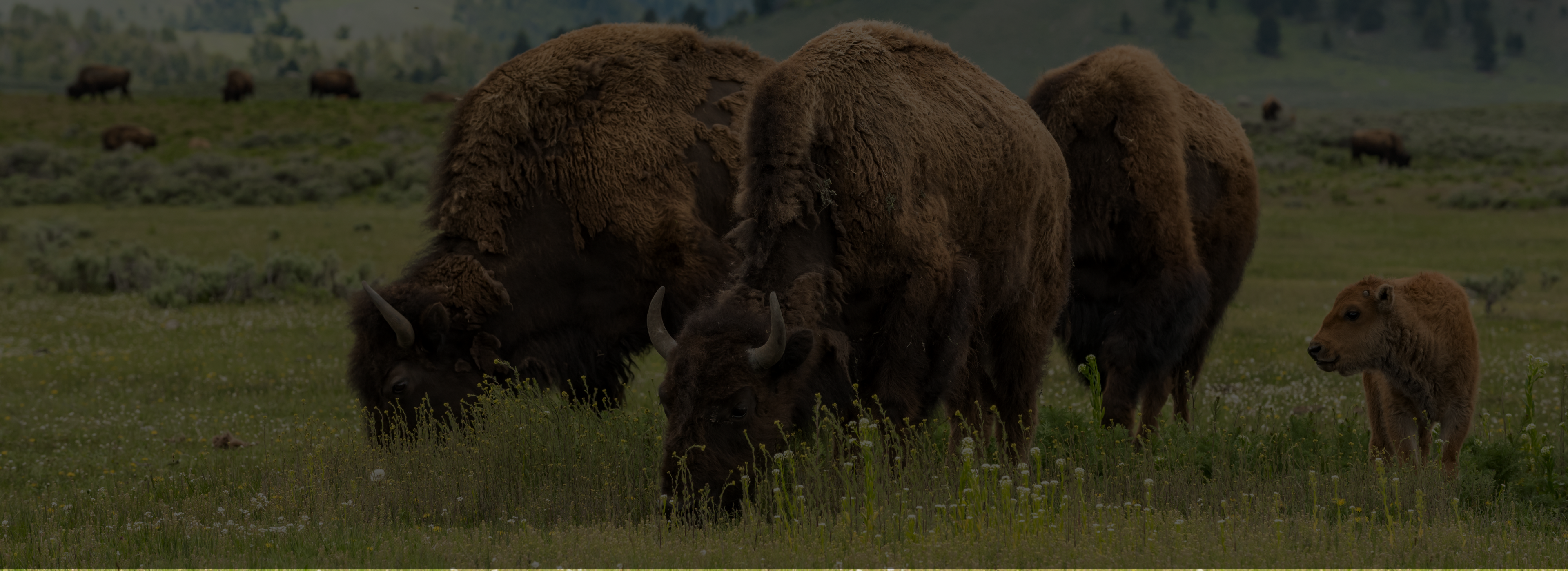 slider image 1621243260e1af0c20-2